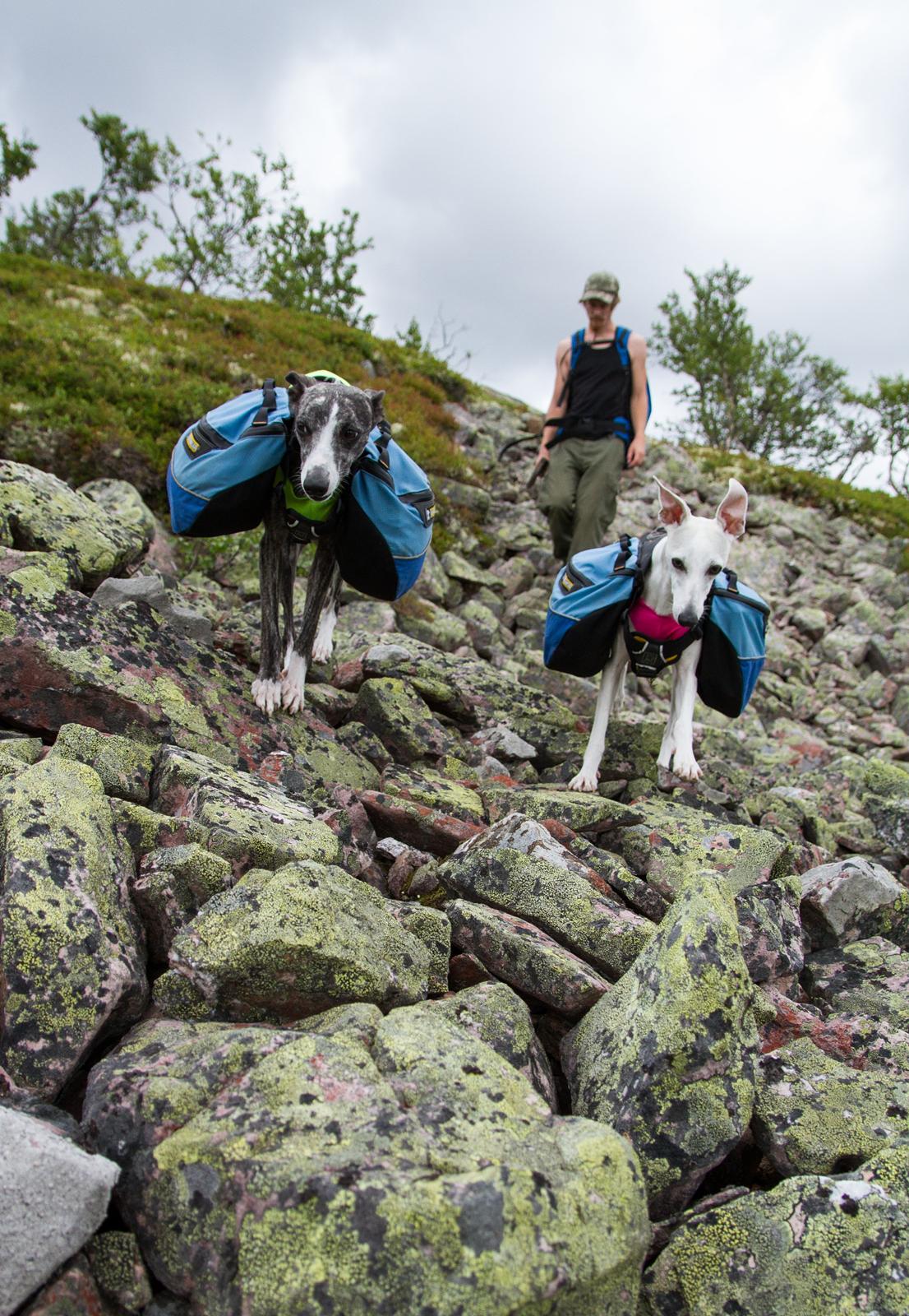 Whippet Kiwi - August 2014 billede 9