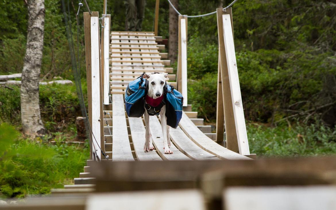 Whippet Kiwi - August 2014 billede 10