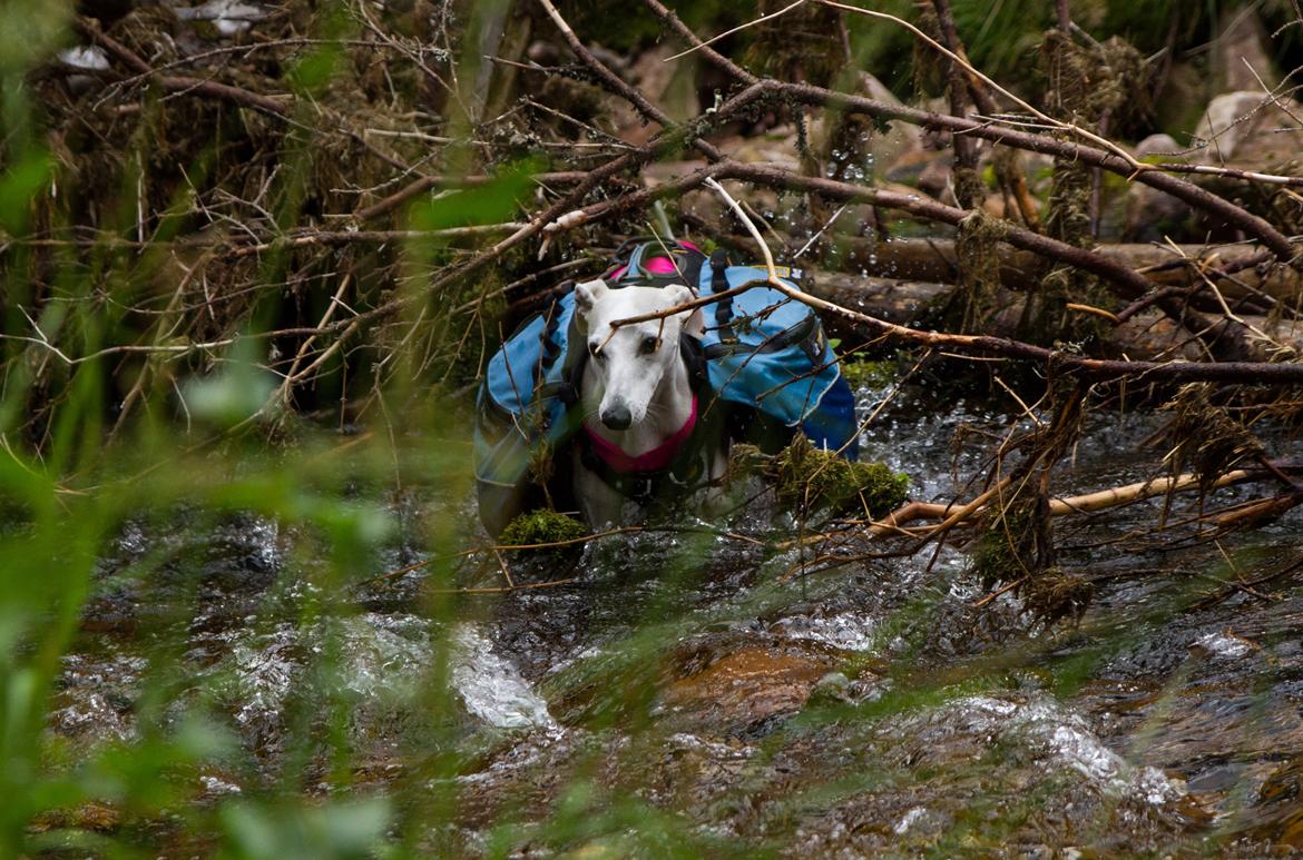 Whippet Kiwi - August 2014 billede 11