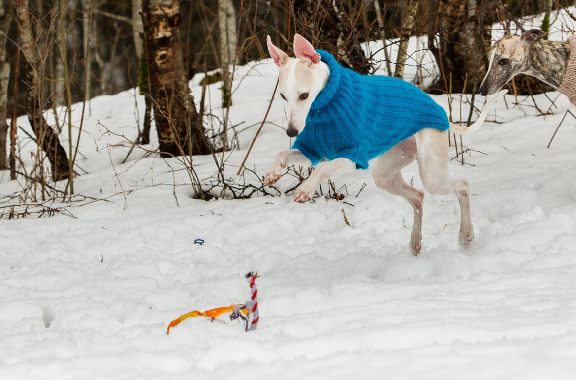 Whippet Kiwi - Februar 2014 billede 24