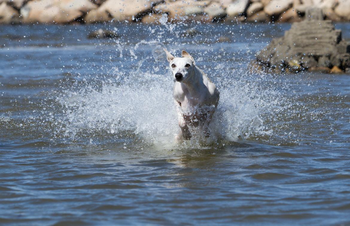 Whippet Kiwi - Juni 2014 billede 22