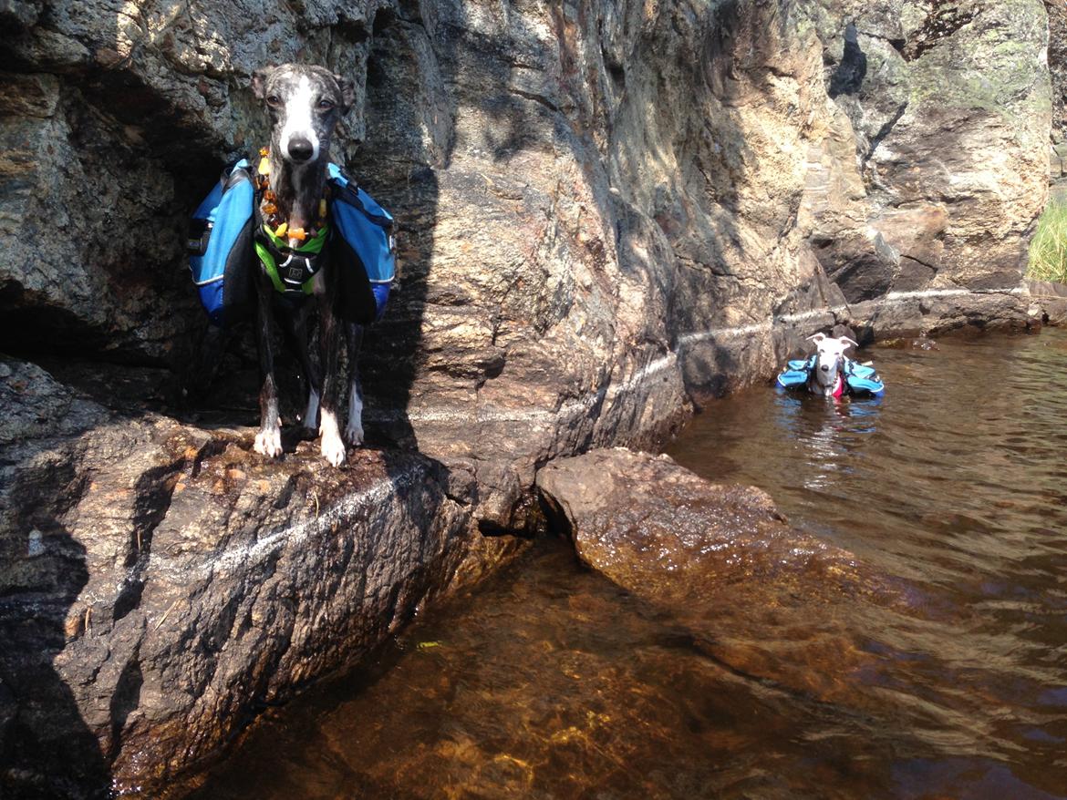 Whippet Kiwi - Juli 2014 billede 17