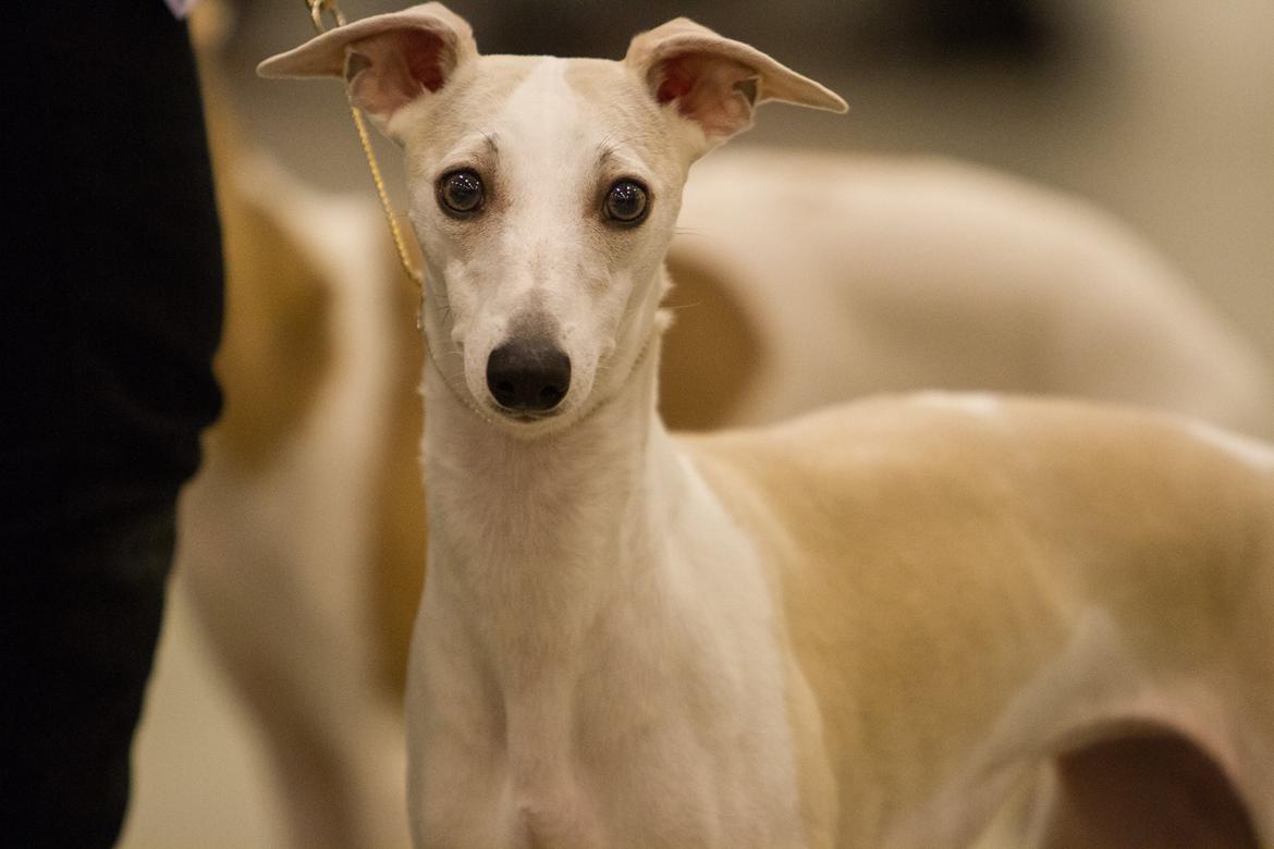 Whippet Kiwi - Februar 2014 billede 23