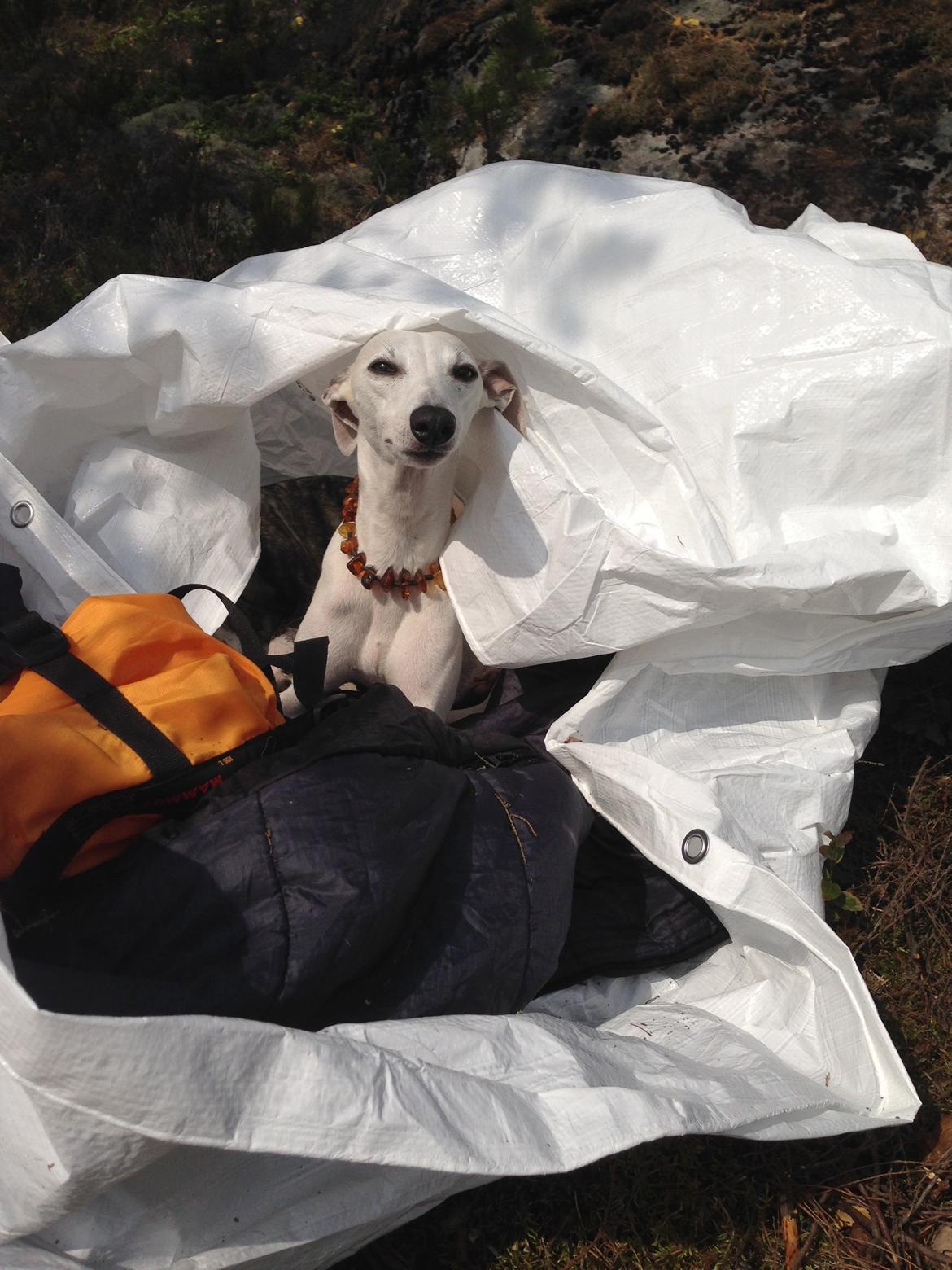 Whippet Kiwi - Juli 2014 billede 16