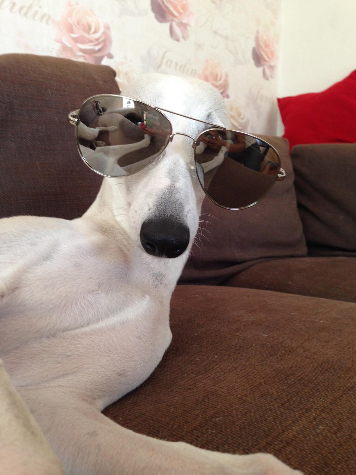 Whippet Kiwi - Juli 2014 billede 18