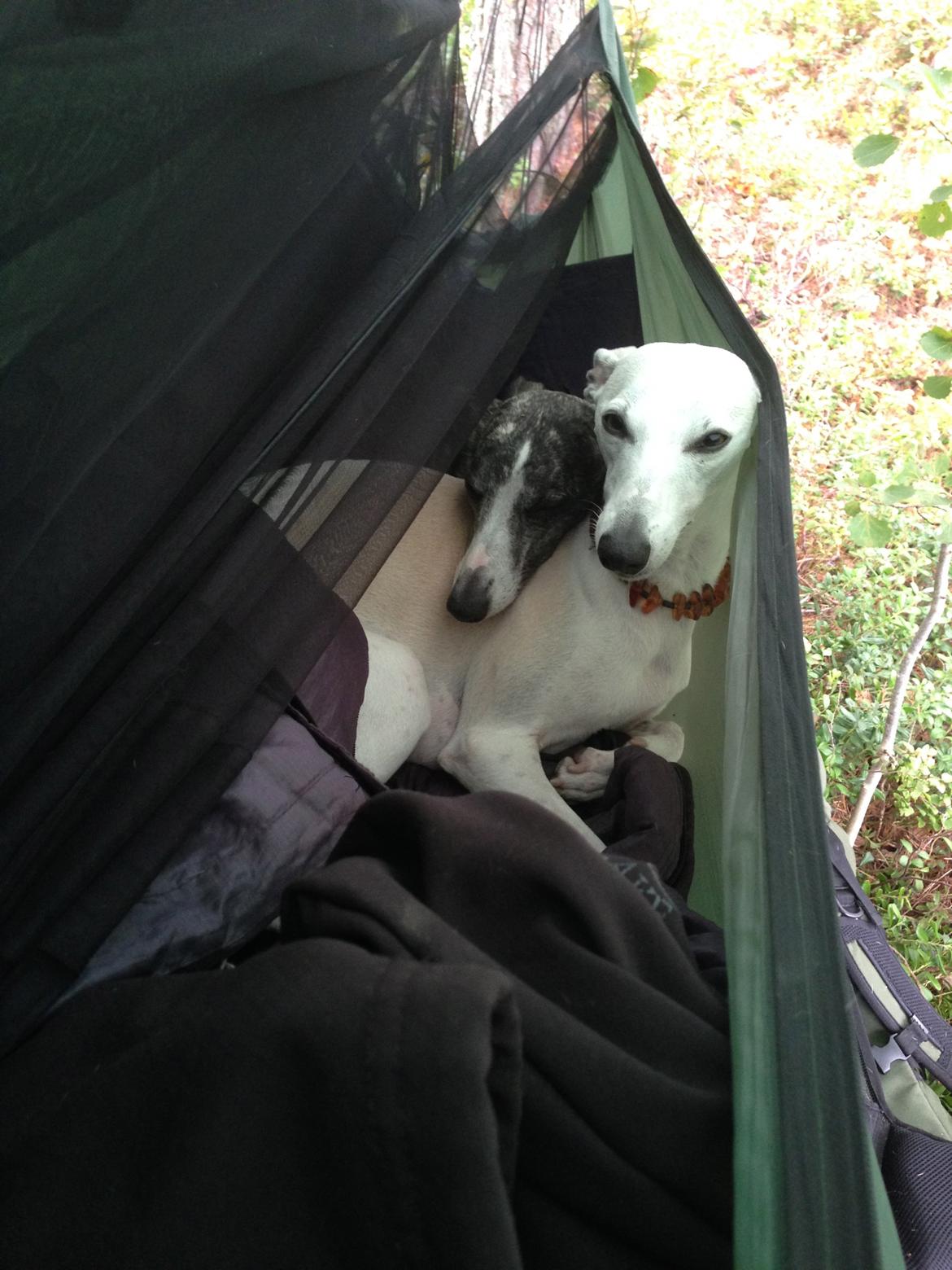 Whippet Kiwi - August 2014 - Jentene koser seg i hengekøya på tur :) billede 20