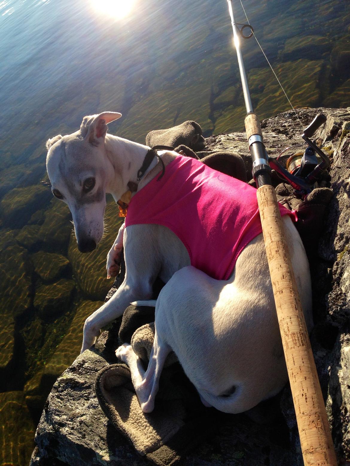 Whippet Kiwi - September 2014 - På fisketur :) billede 8