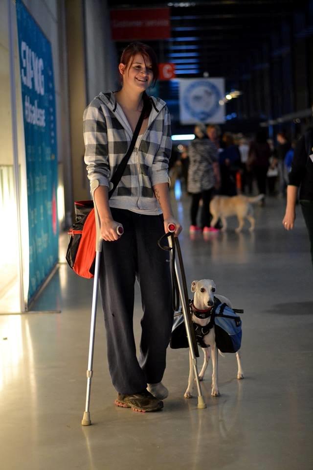 Whippet Kiwi - November 2014 billede 3