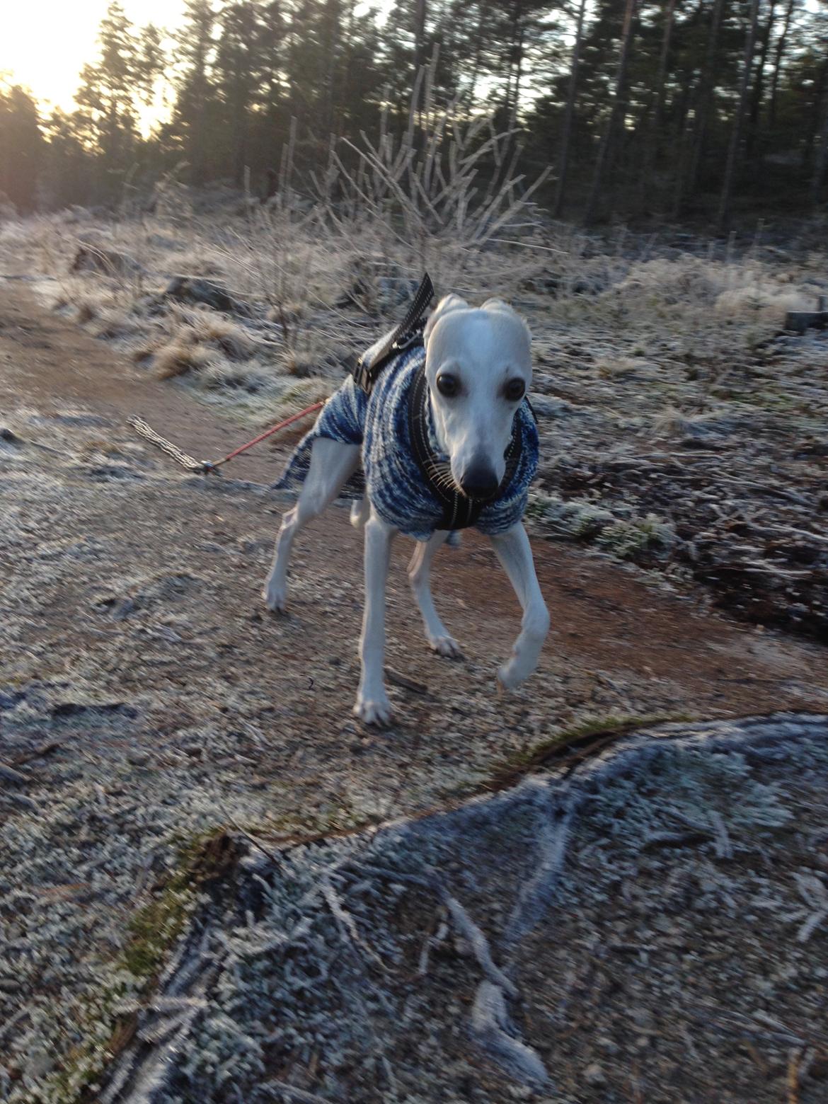 Whippet Kiwi - Desember 2014 - Jobber med å trekke kjetting :) billede 39