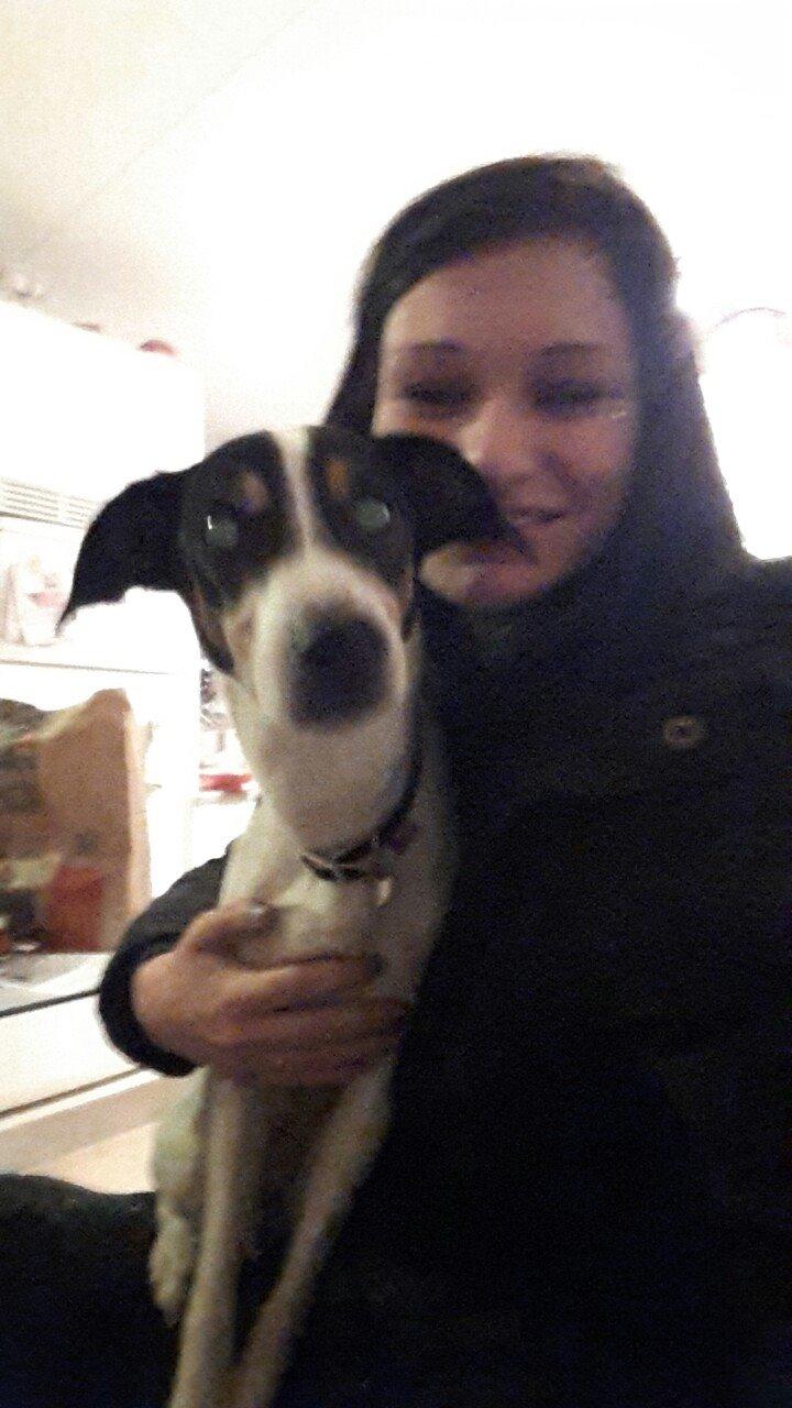 Dansk svensk gaardhund buster  solgt.. billede 2