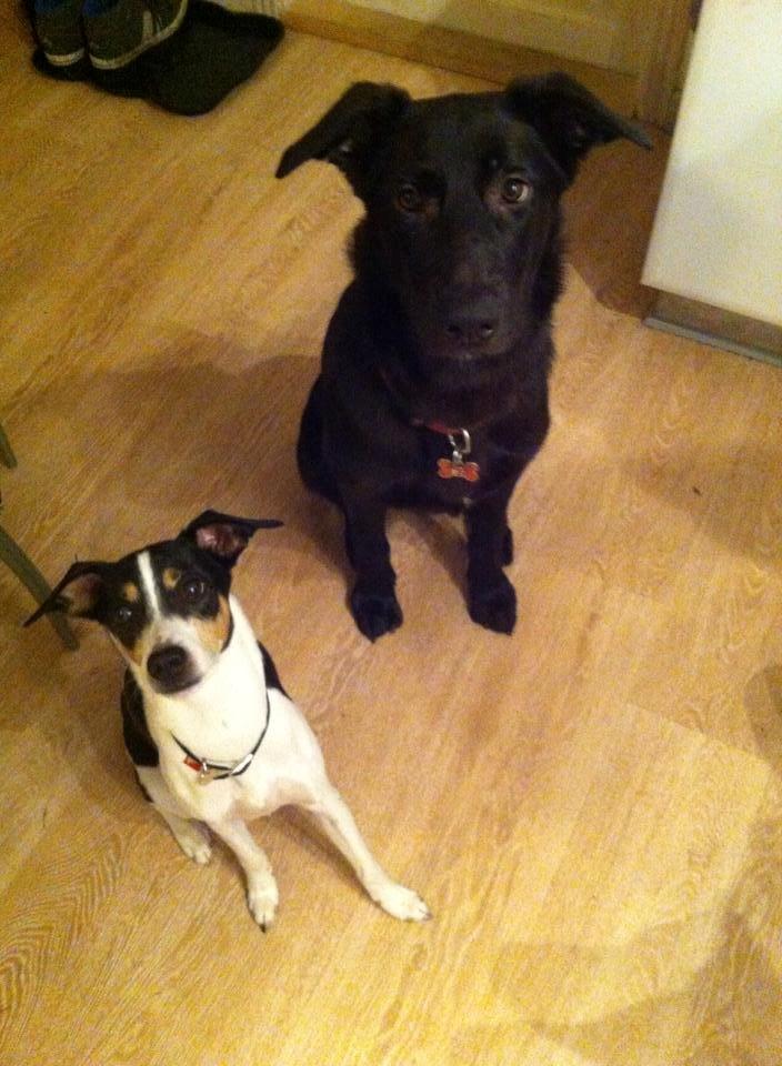 Dansk svensk gaardhund buster  solgt.. billede 3