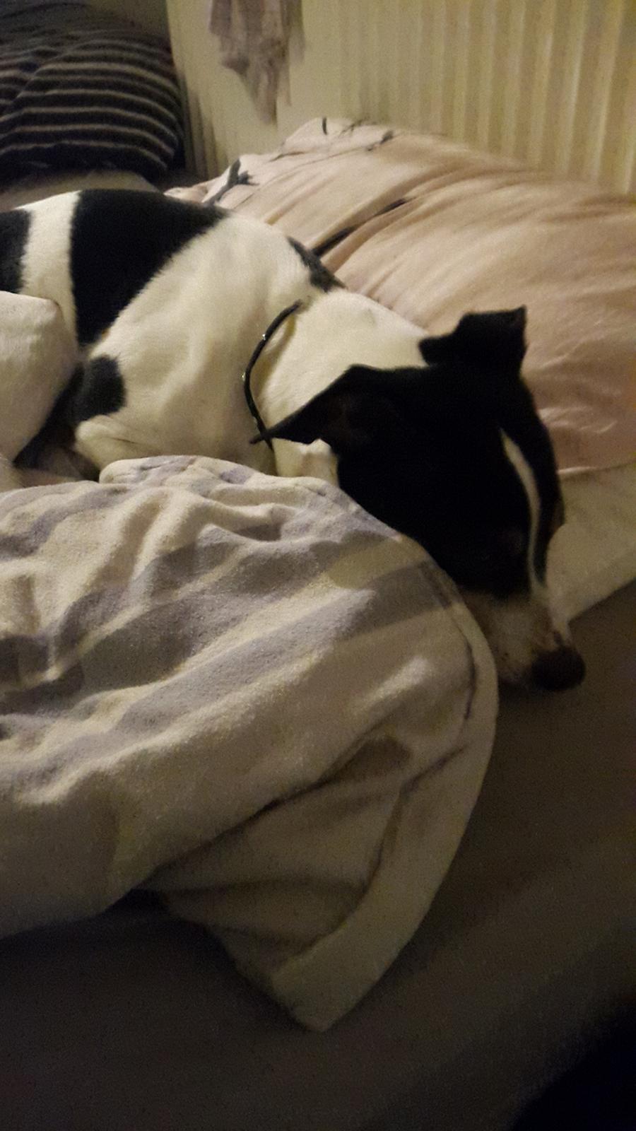 Dansk svensk gaardhund buster  solgt.. billede 4