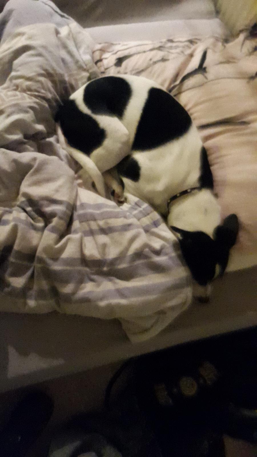 Dansk svensk gaardhund buster  solgt.. billede 5