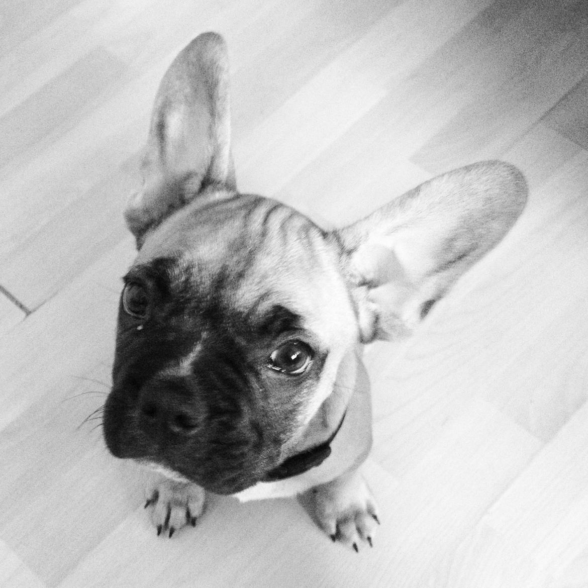 Blanding af racer Charlie billede 8