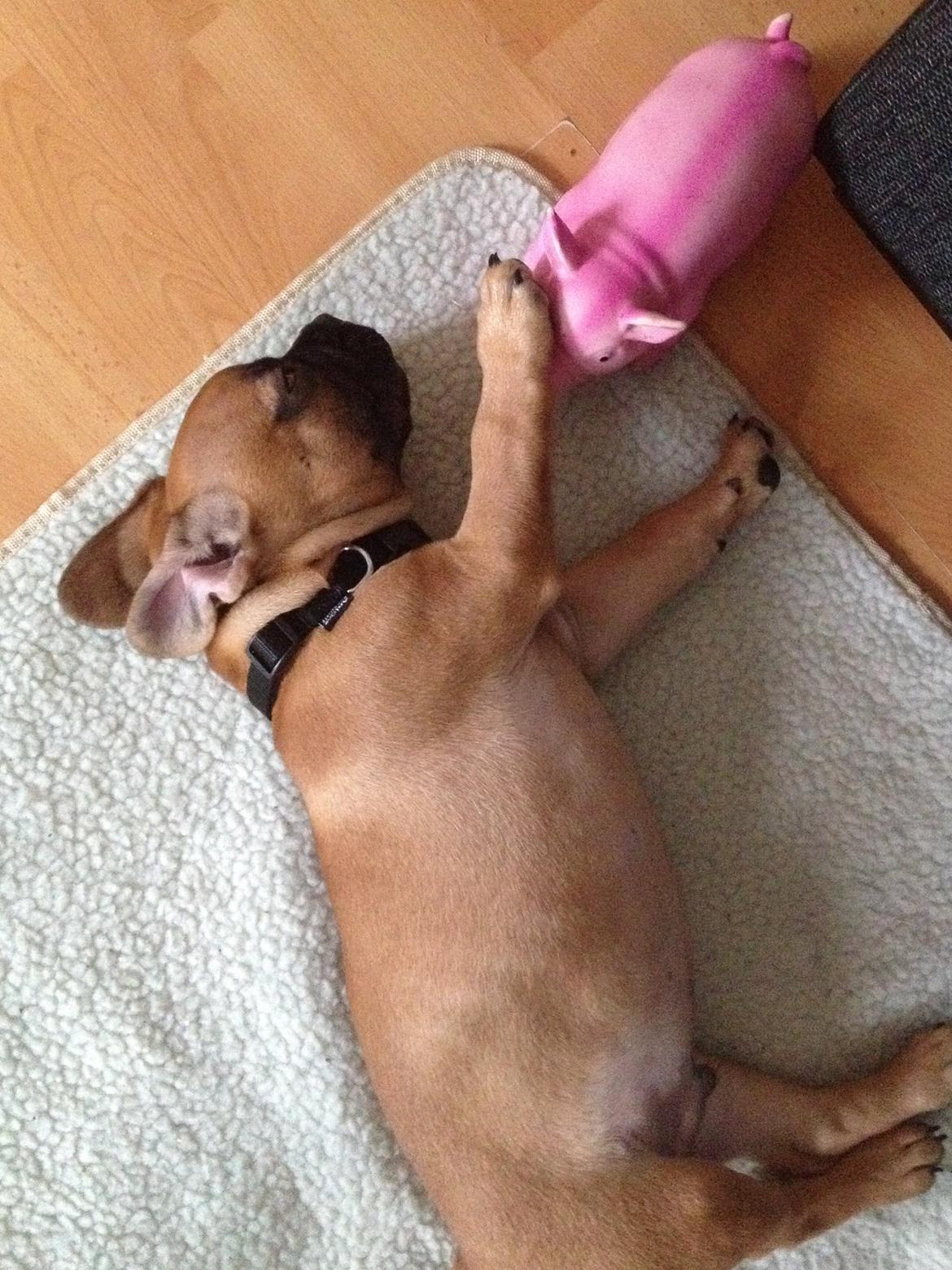 Blanding af racer Charlie billede 10