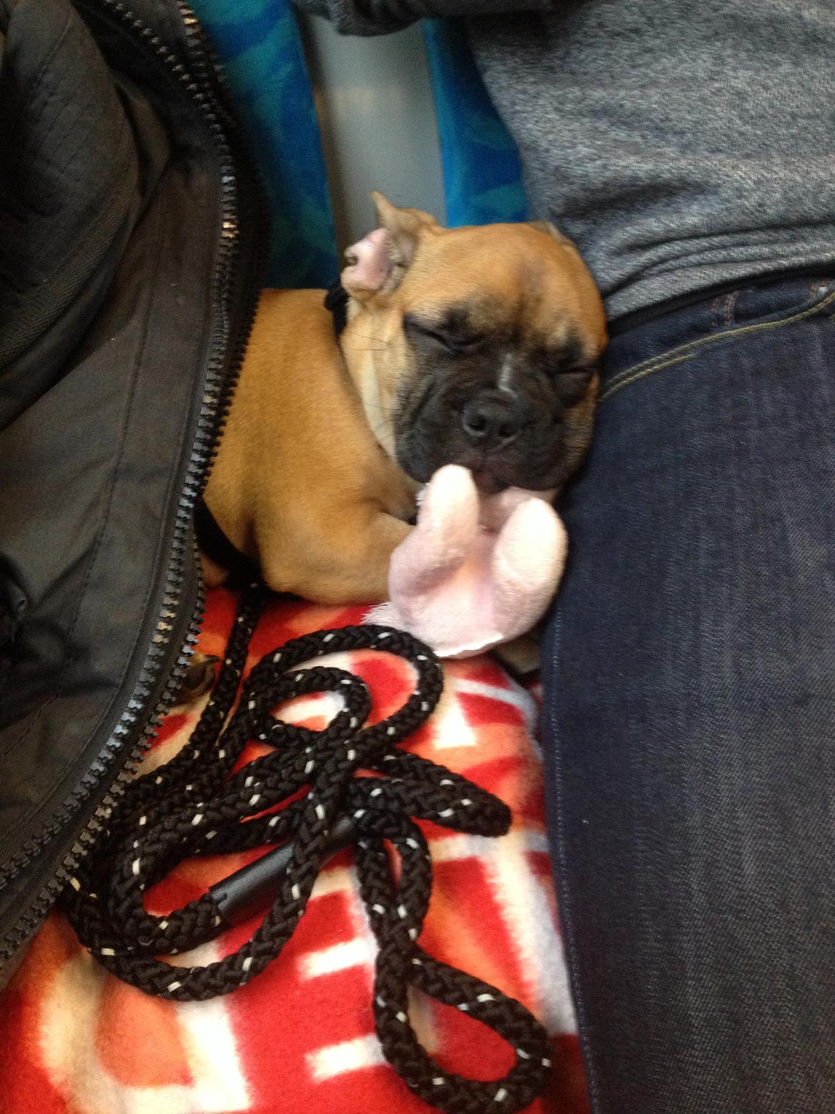 Blanding af racer Charlie billede 11