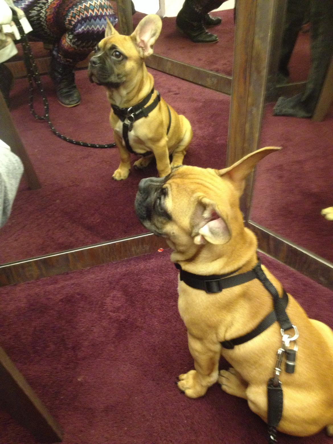 Blanding af racer Charlie billede 12