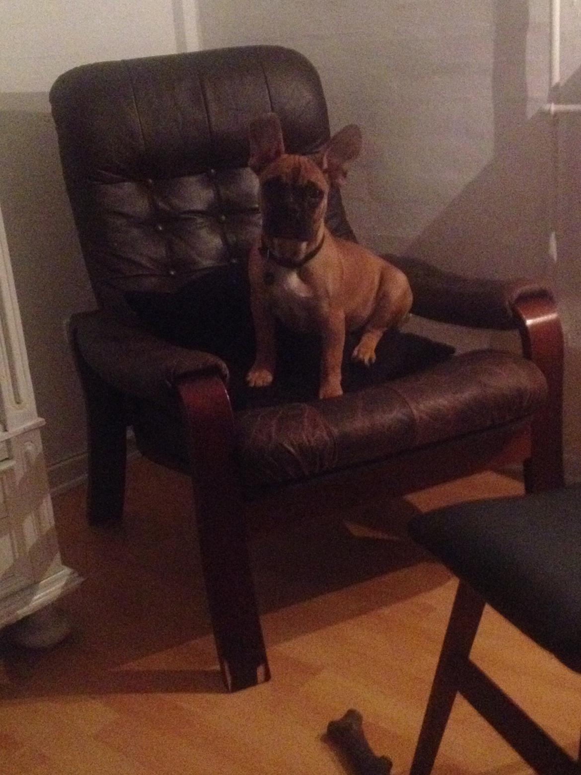 Blanding af racer Charlie billede 13