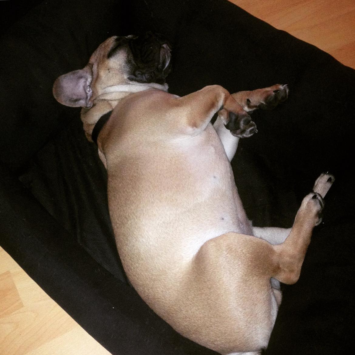 Blanding af racer Charlie billede 15