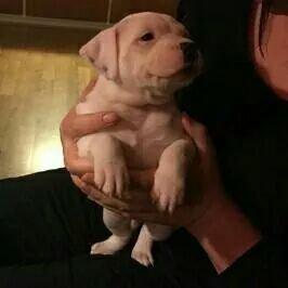 Staffordshire bull terrier AMillionKisses aka Fuzzy billede 1