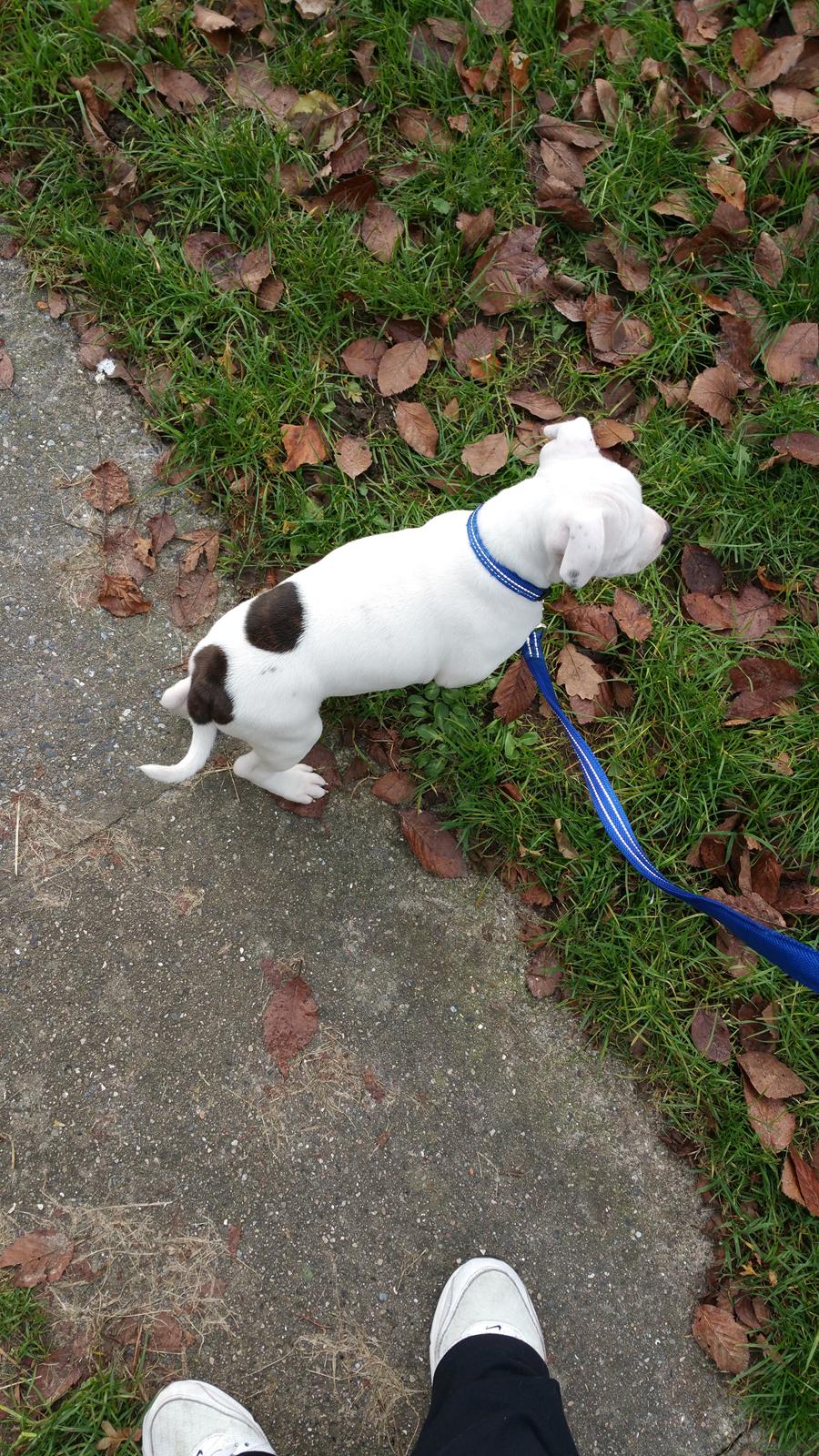 Staffordshire bull terrier AMillionKisses aka Fuzzy billede 5