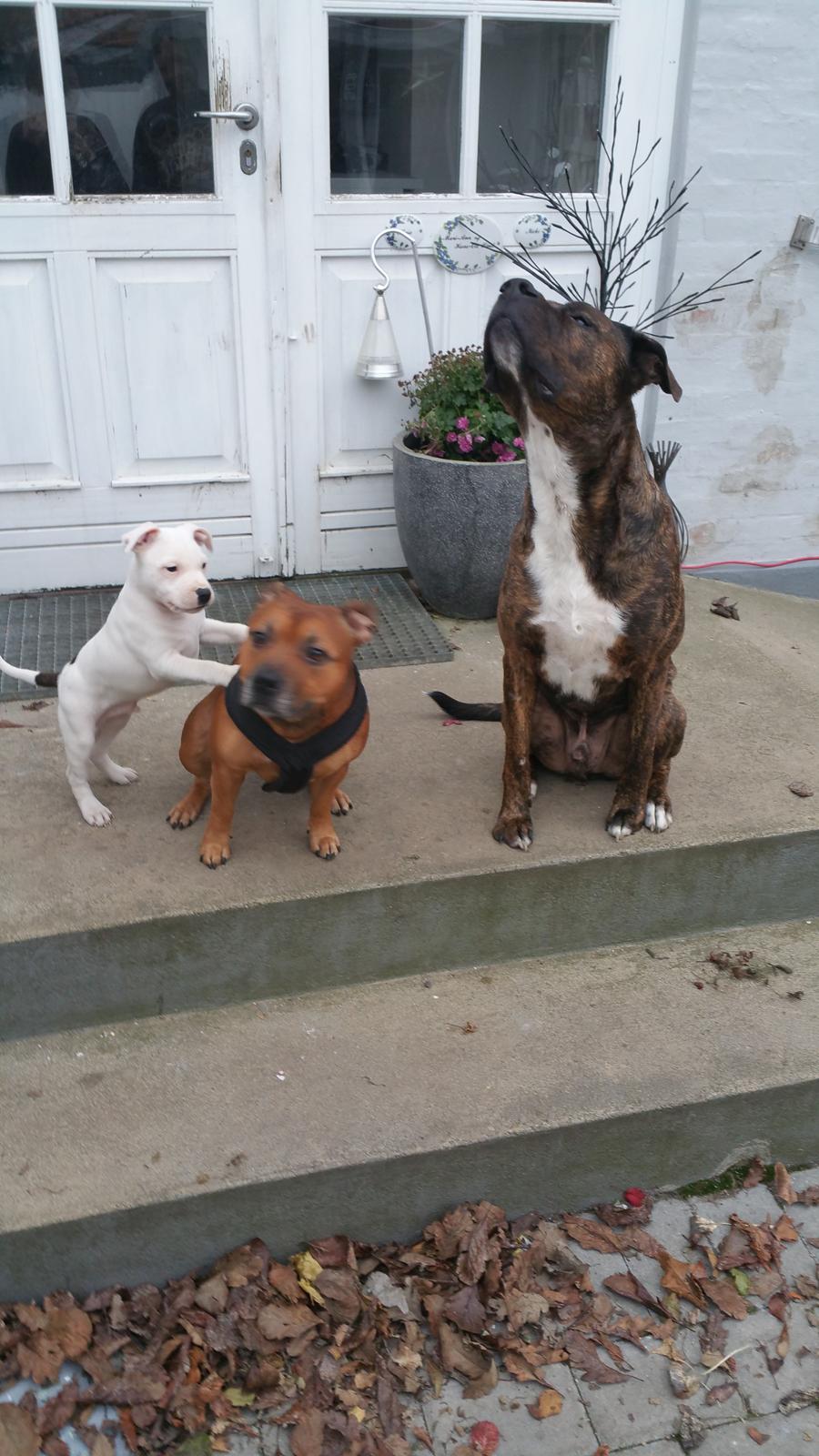 Staffordshire bull terrier AMillionKisses aka Fuzzy billede 6