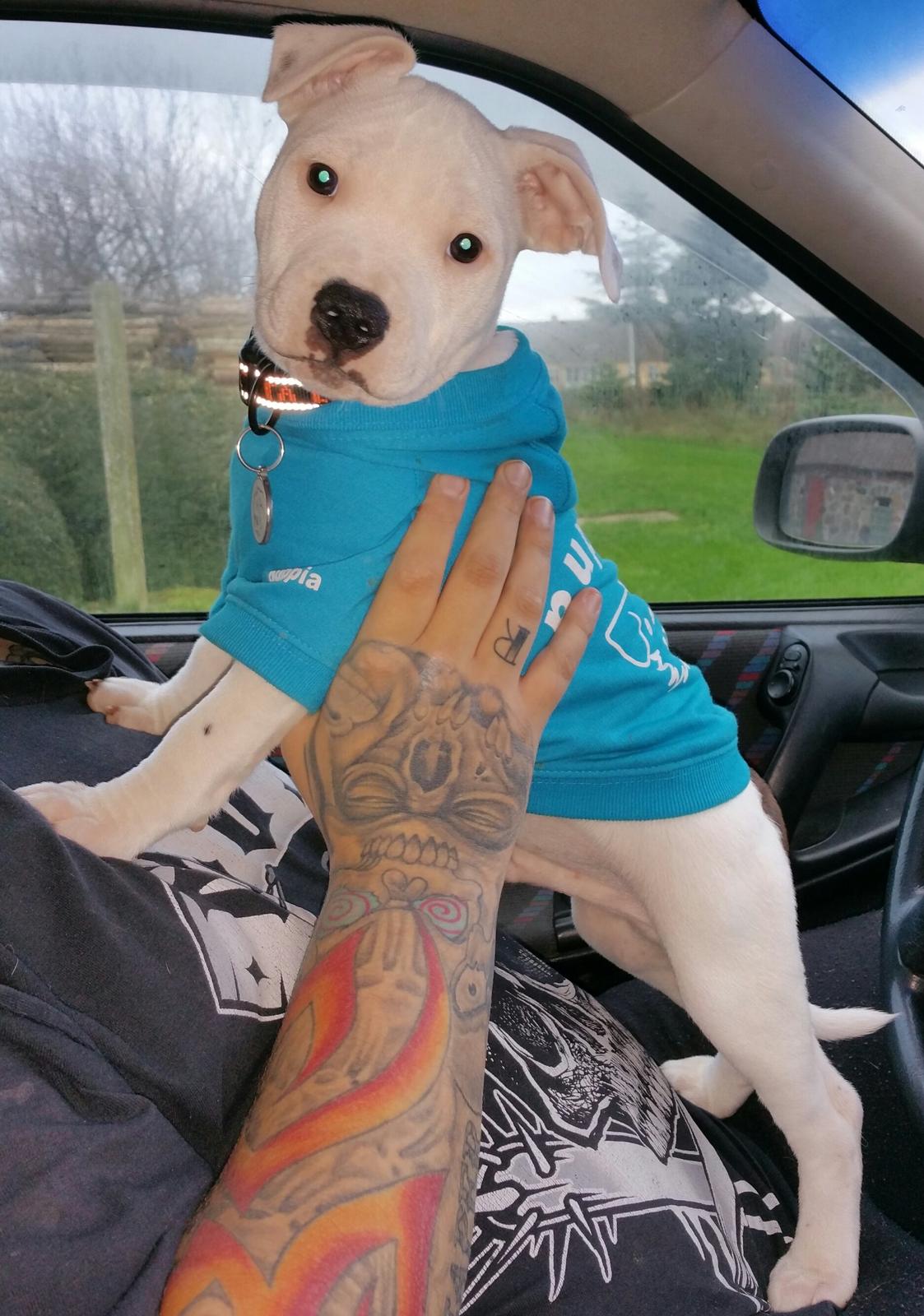 Staffordshire bull terrier AMillionKisses aka Fuzzy billede 7