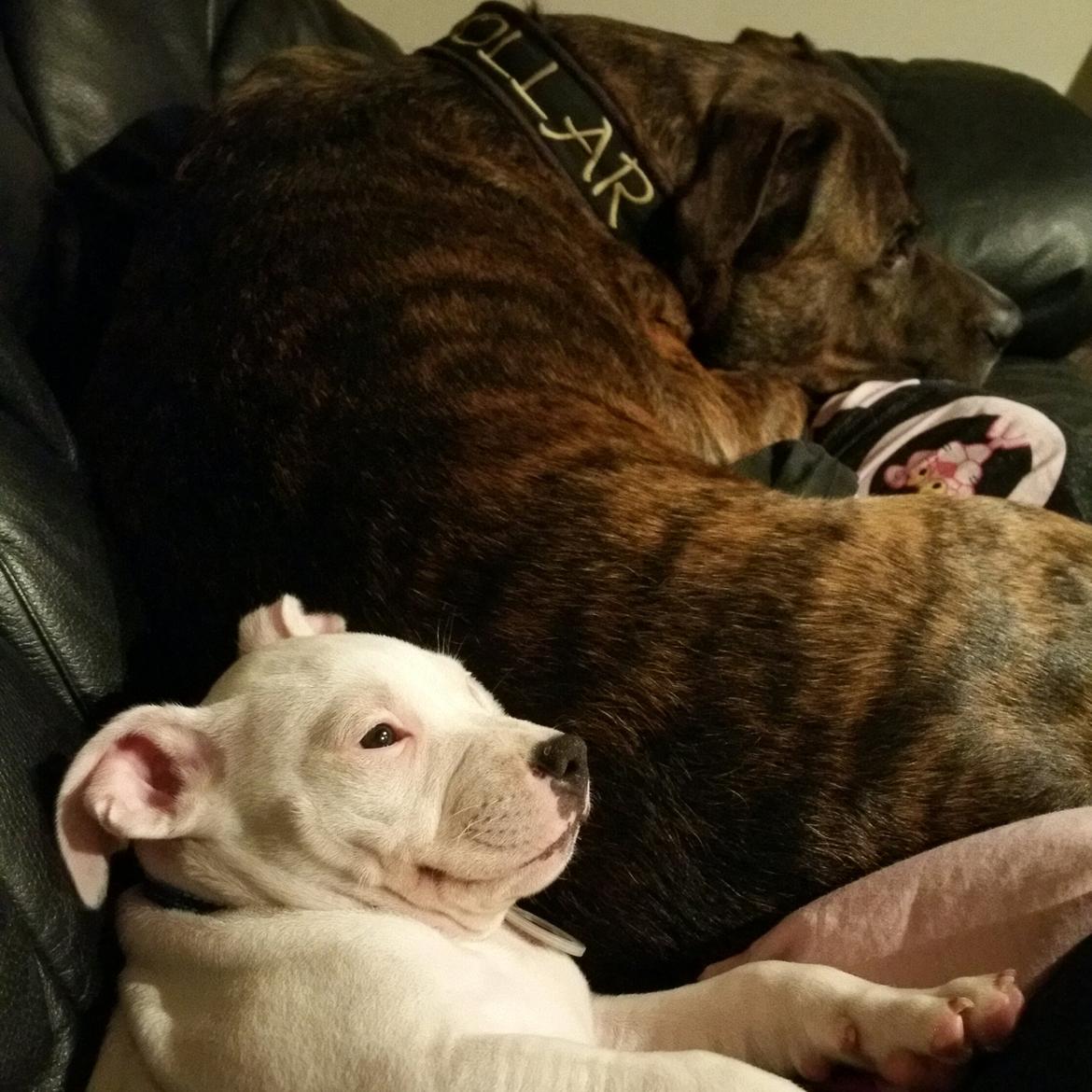 Staffordshire bull terrier AMillionKisses aka Fuzzy billede 8