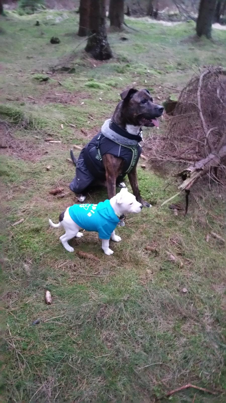 Staffordshire bull terrier AMillionKisses aka Fuzzy billede 9