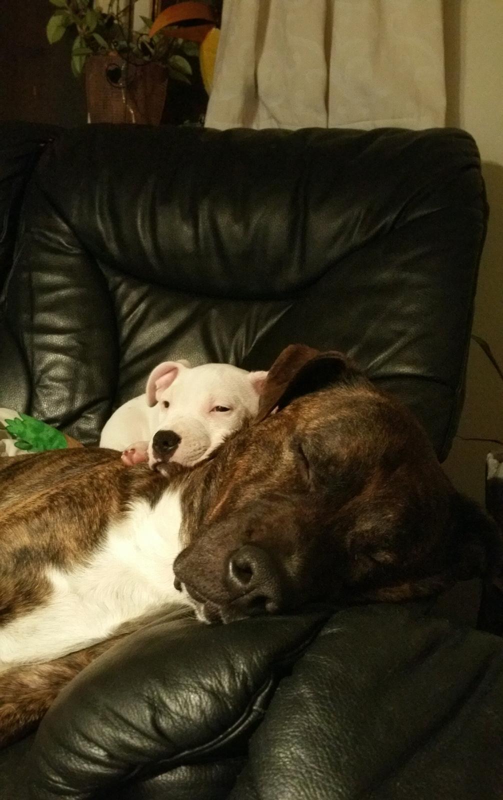 Staffordshire bull terrier AMillionKisses aka Fuzzy billede 10