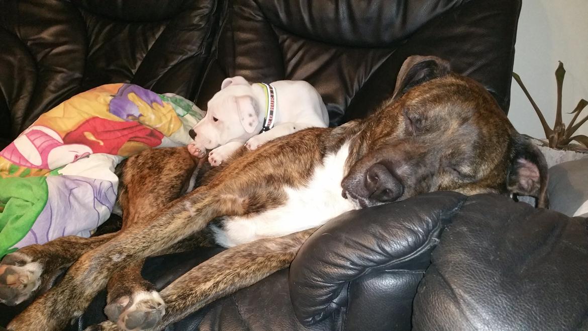 Staffordshire bull terrier AMillionKisses aka Fuzzy billede 11