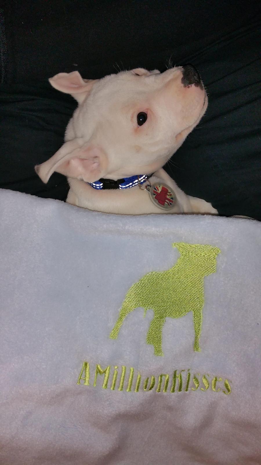 Staffordshire bull terrier AMillionKisses aka Fuzzy billede 3