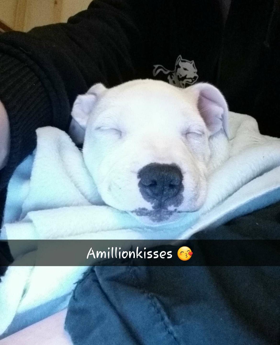 Staffordshire bull terrier AMillionKisses aka Fuzzy billede 4