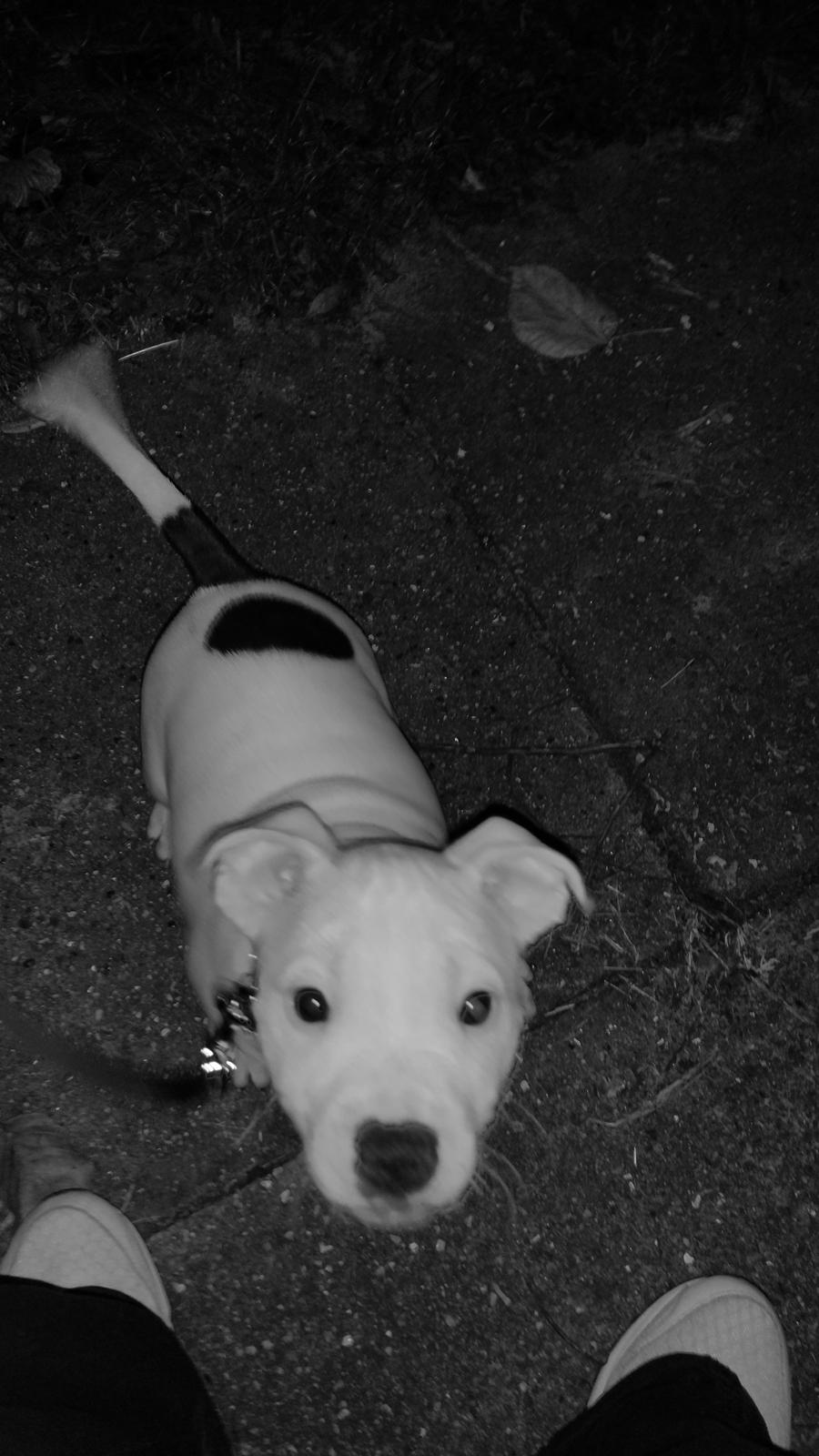 Staffordshire bull terrier AMillionKisses aka Fuzzy billede 2