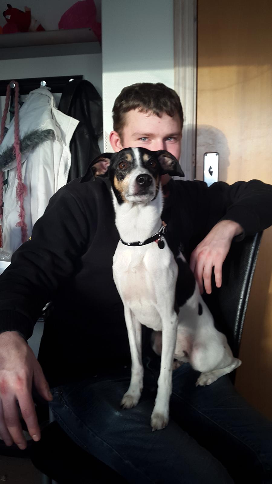 Dansk svensk gaardhund buster  solgt.. billede 6