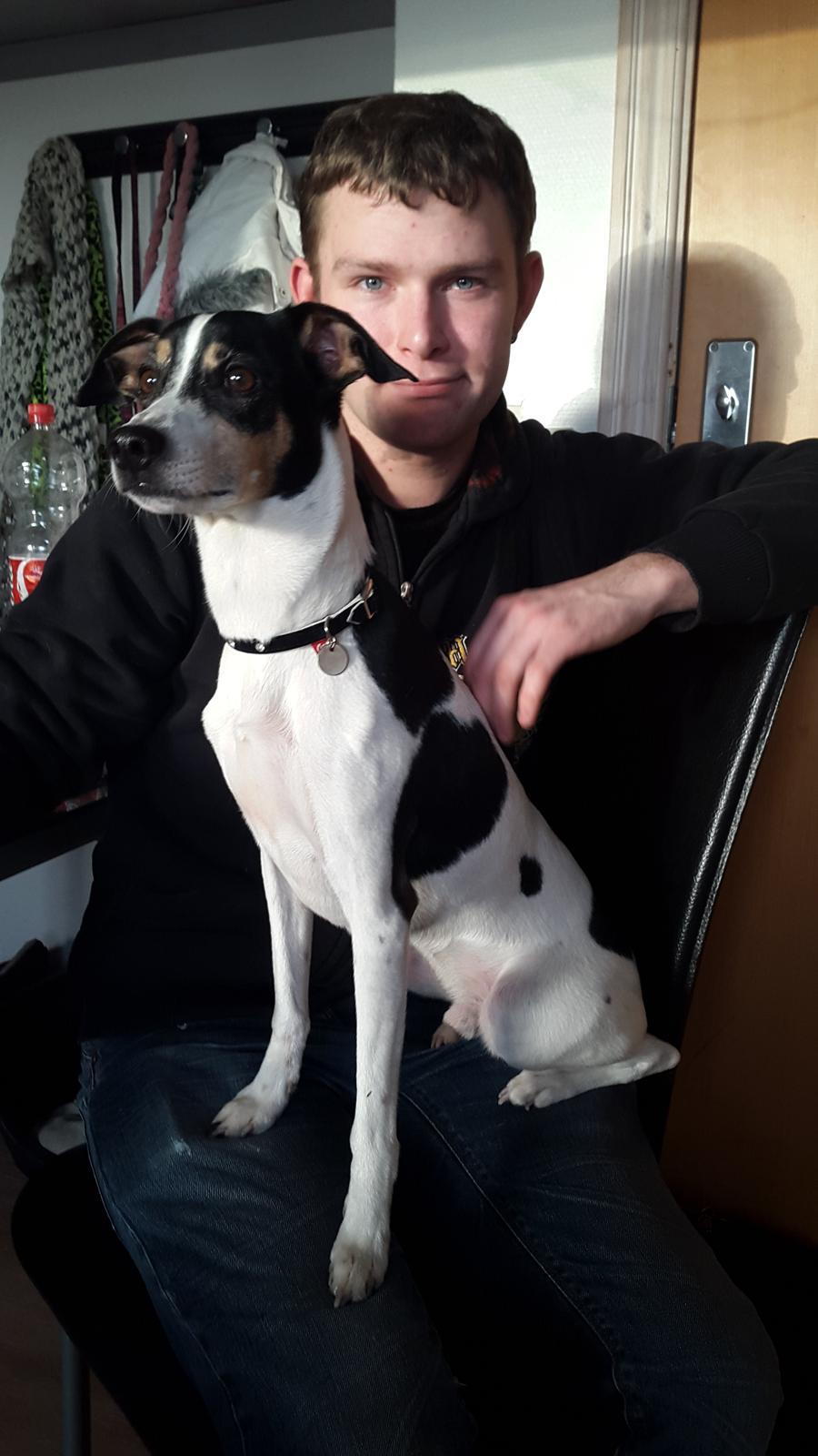 Dansk svensk gaardhund buster  solgt.. billede 7