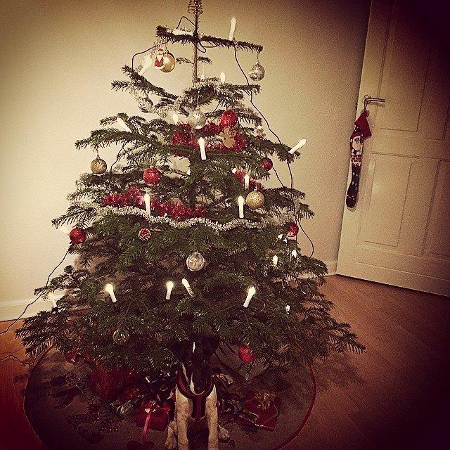 Glathåret foxterrier Charlie billede 16