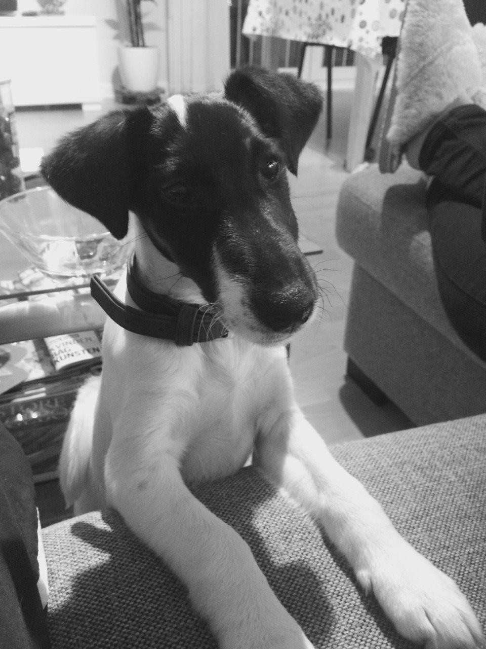 Glathåret foxterrier Charlie billede 27