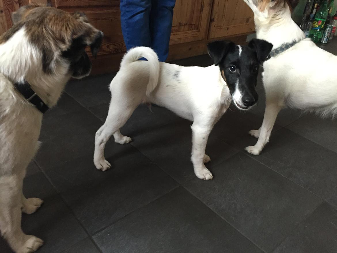 Glathåret foxterrier Charlie billede 28