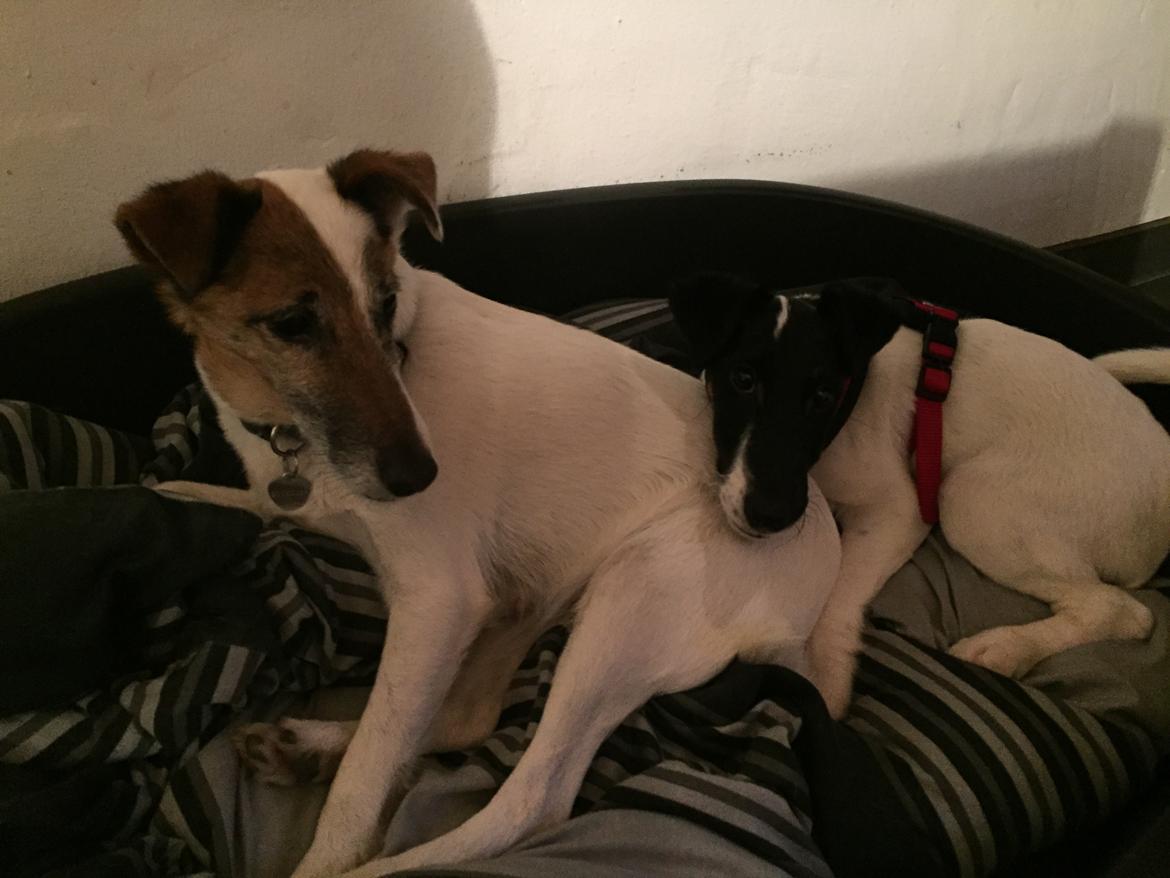 Glathåret foxterrier Charlie billede 31