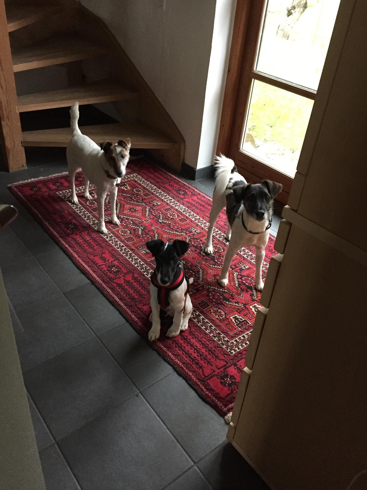 Glathåret foxterrier Charlie billede 18