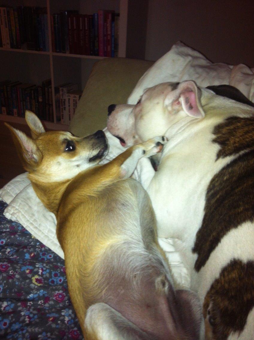 Blanding af racer Papi billede 6