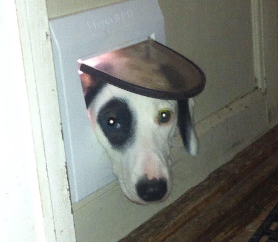 Blanding af racer Snehvalpen Maddie billede 2