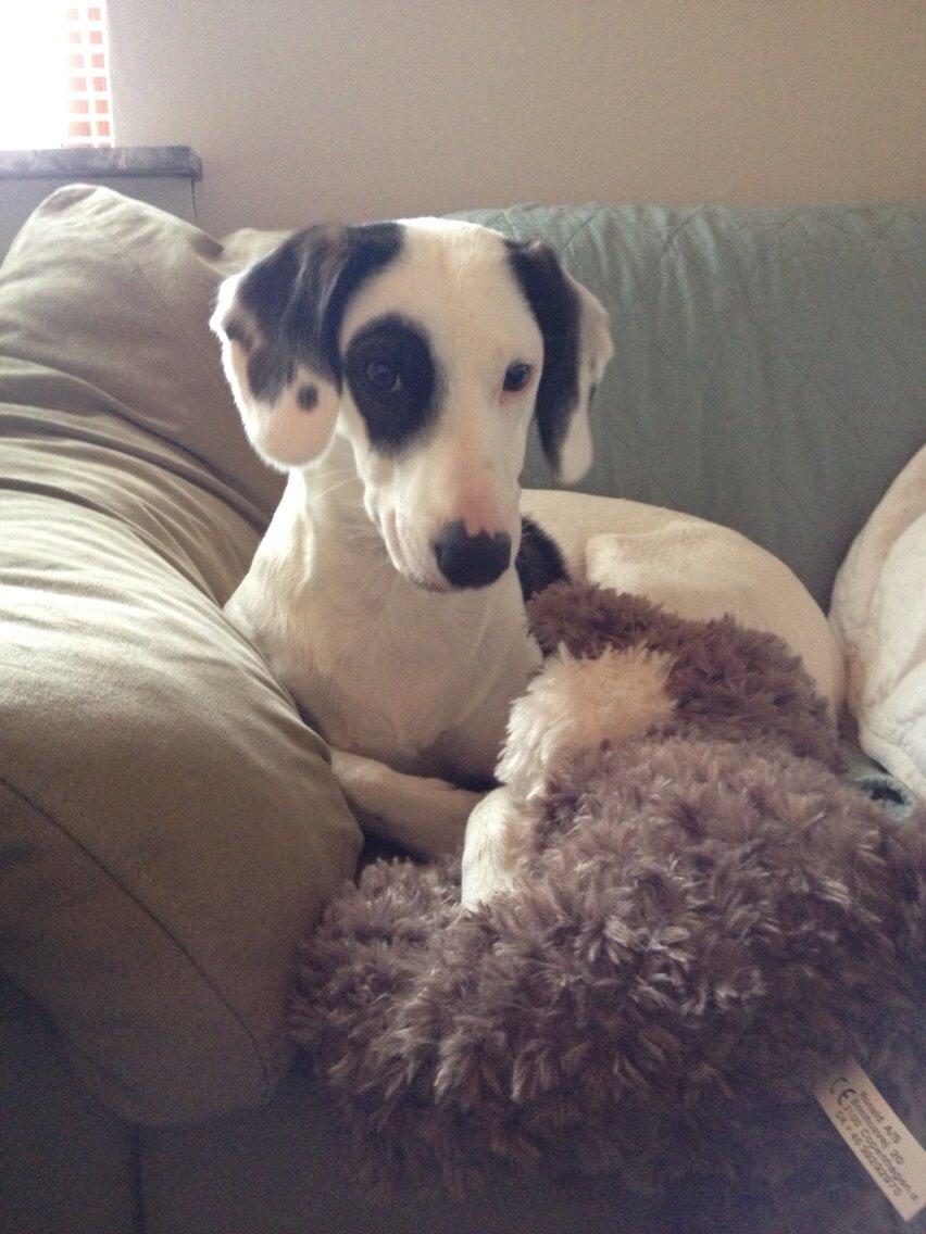 Blanding af racer Snehvalpen Maddie billede 1