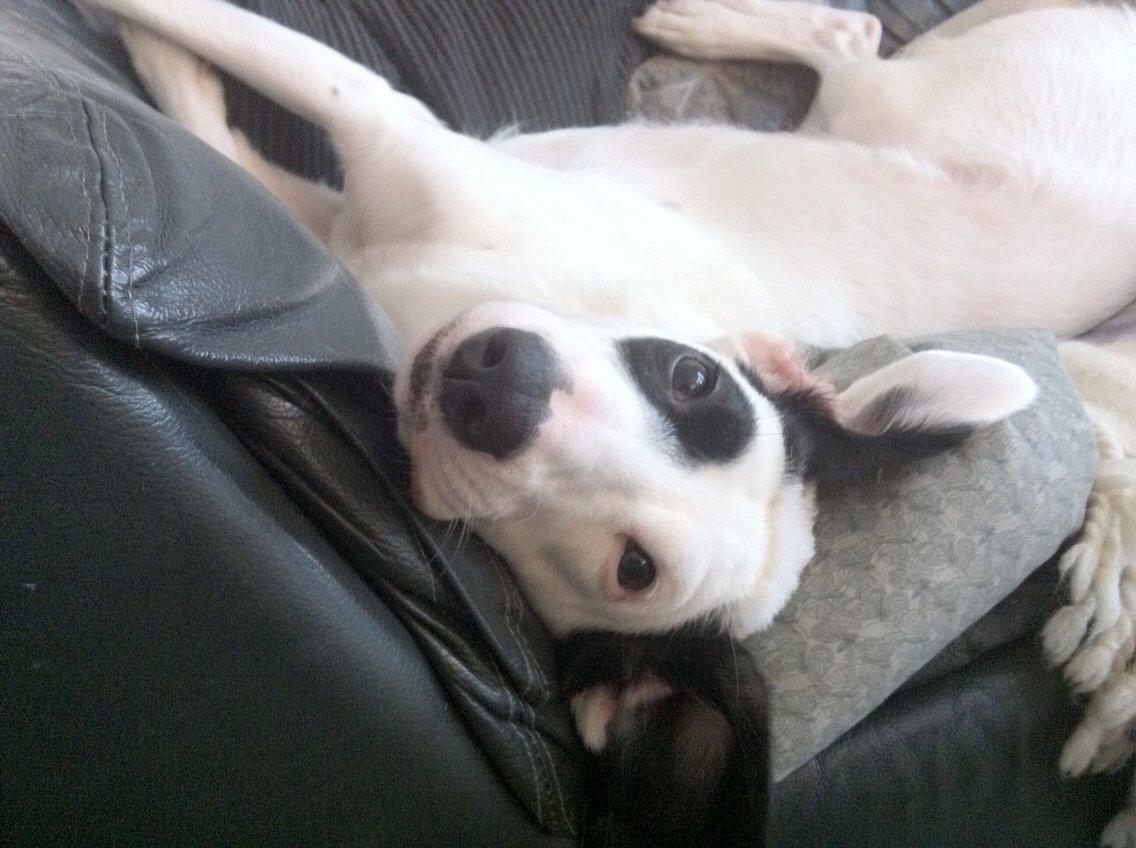 Blanding af racer Snehvalpen Maddie billede 3