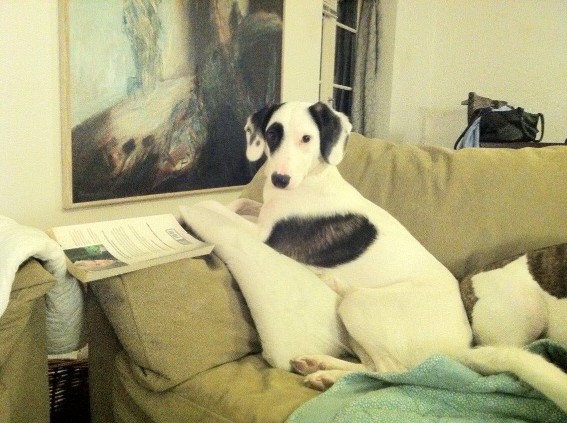 Blanding af racer Snehvalpen Maddie billede 5