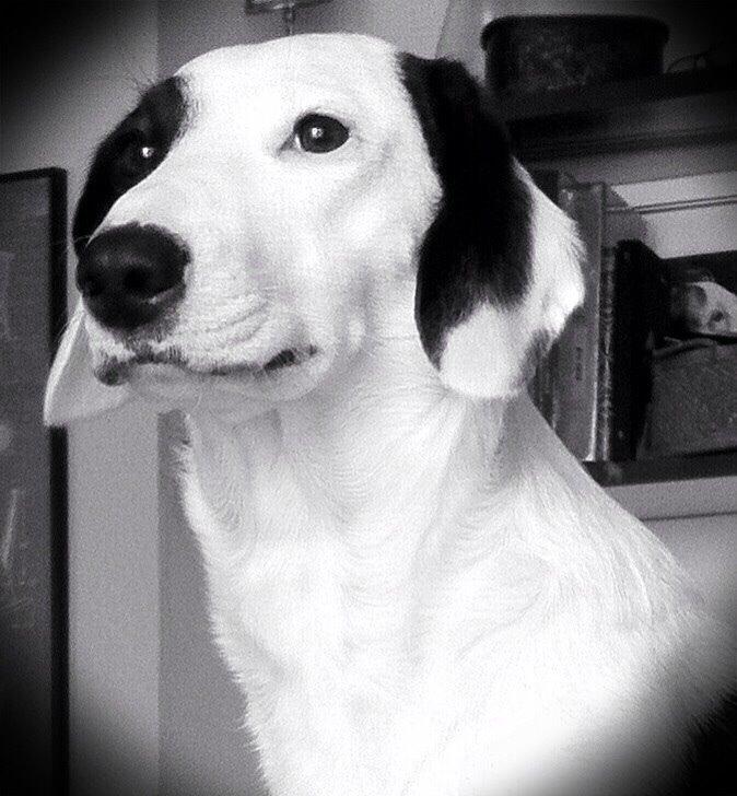 Blanding af racer Snehvalpen Maddie billede 6