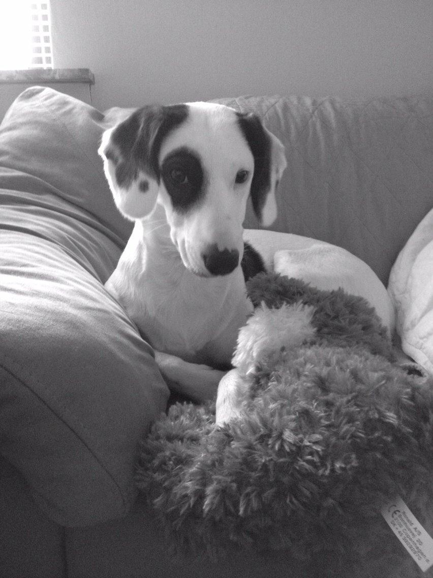 Blanding af racer Snehvalpen Maddie billede 8