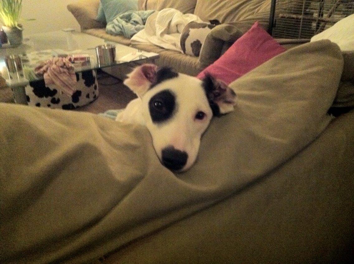 Blanding af racer Snehvalpen Maddie billede 4