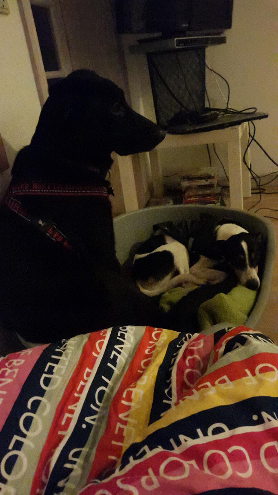 Dansk svensk gaardhund buster  solgt.. billede 8